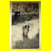 Bathing-Elm-Brook-Farm-Dog-.gif